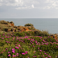 Buy canvas prints of Majestic Cascais Cliff Flowers by Dudley Wood