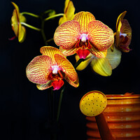 Buy canvas prints of Vibrant Yellow Orchid by Dudley Wood