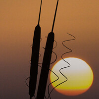 Buy canvas prints of Enchanting Bulrush Sunset by Dudley Wood