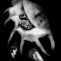 Buy canvas prints of Mystical Monochrome Sea Shell by Dudley Wood