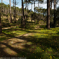Buy canvas prints of Sun dappled pine forest by Dudley Wood