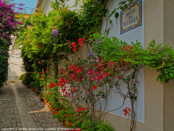 Enchanting Cobbled Lane: A Burst of Nature's Color Picture Board by Dudley Wood