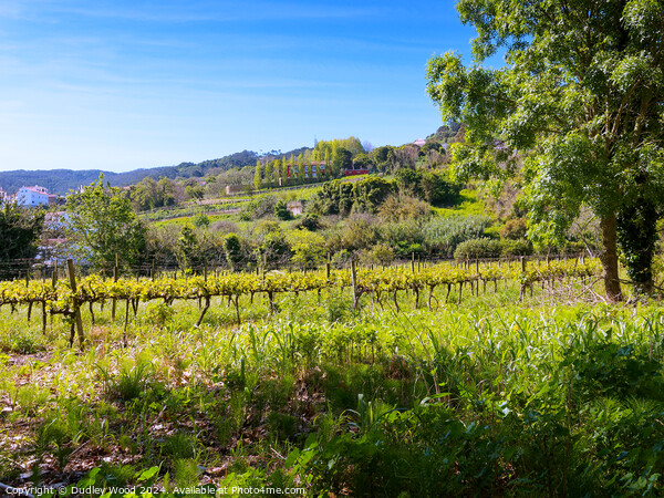 Hillside vineyard 2 Picture Board by Dudley Wood