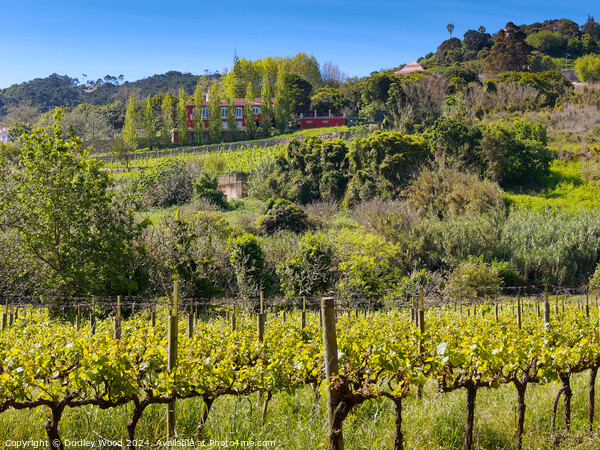 Hillside vineyard Picture Board by Dudley Wood