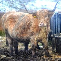 Buy canvas prints of A brown cow standing on hay by james andrew mcgowan