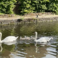 Buy canvas prints of Swan Family  by Alison Gregg