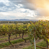 Buy canvas prints of Sunset Australian Vineyard in Mudgee by martin berry