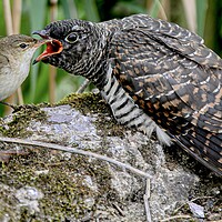 Buy canvas prints of Reed Warbler feeding cuckoo  by Jeff Sykes Photography