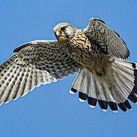 Buy canvas prints of A hawk flying in the clear blue sky by Jeff Sykes Photography