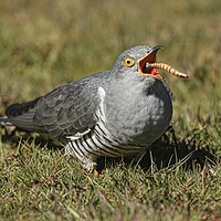 Buy canvas prints of Cuckoo  by Jeff Sykes Photography