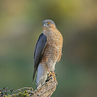 Buy canvas prints of Sparrowhawk  by Jeff Sykes Photography