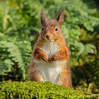 Buy canvas prints of Red Squirrel by Jeff Sykes Photography