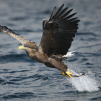 Buy canvas prints of White Tailed Eagle by Jeff Sykes Photography
