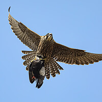 Buy canvas prints of Peregrine Falcon with Prey by Jeff Sykes Photography