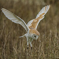 Buy canvas prints of Barn Owl by Jeff Sykes Photography