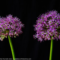 Buy canvas prints of A study of two alliums  by Christopher Murratt
