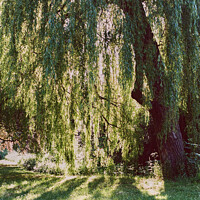 Buy canvas prints of Weeping willow tree  by Christopher Murratt