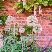Buy canvas prints of White Alliums  by Christopher Murratt