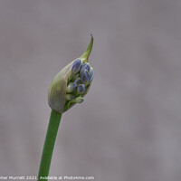Buy canvas prints of Agapanthus emerging  by Christopher Murratt