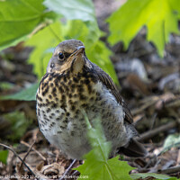 Buy canvas prints of Thrush chick that flew from the nest  by Alexander Usenko