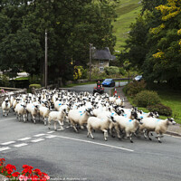 Buy canvas prints of Driving sheep with a 