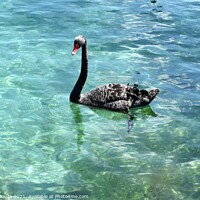 Buy canvas prints of Black Swan paddling in Lake Taupo, New Zealand by Errol D'Souza