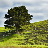 Buy canvas prints of Grazing sheep under lone tree by Errol D'Souza