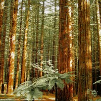 Buy canvas prints of The Redwoods - Whakarewarewa Forest  by Errol D'Souza