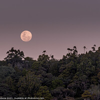 Buy canvas prints of Matapouri Moonrise by Errol D'Souza