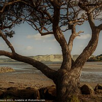 Buy canvas prints of Old Tree in the Landscape by Errol D'Souza