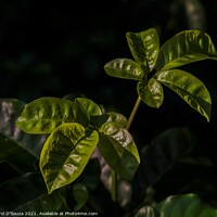 Buy canvas prints of Green leaves catch the summer light by Errol D'Souza