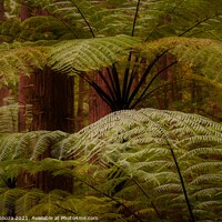 Buy canvas prints of Lush fern fronds in the redwood rainforest in Rotorua New Zealand. by Errol D'Souza