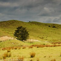 Buy canvas prints of The Dargaville farming landscape in New Zealand by Errol D'Souza