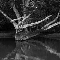 Buy canvas prints of Naked Tree Reflection in black and white by Errol D'Souza