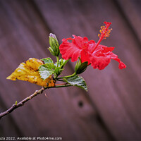 Buy canvas prints of Red Hibiscus on a Stem by Errol D'Souza
