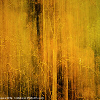 Buy canvas prints of Ethereal and Mysterious Woodlands by Errol D'Souza