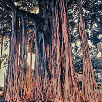 Buy canvas prints of Banyan Tree in Waikiki Beach, Hawaii by Errol D'Souza