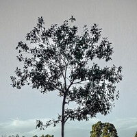 Buy canvas prints of Lone Tree in Winter by Errol D'Souza