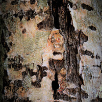 Buy canvas prints of Abstract Lichen and Tree Bark Design by Errol D'Souza