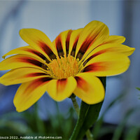 Buy canvas prints of Red and Yellow Petalled Gazania by Errol D'Souza