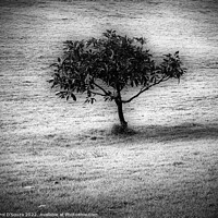 Buy canvas prints of Lone Tree Stands in a Bare Field by Errol D'Souza