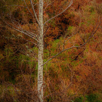 Buy canvas prints of Autumn Foliage on a Birch Tree by Errol D'Souza