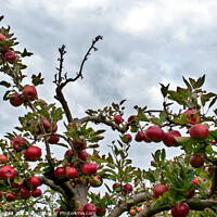 Buy canvas prints of Bunch of red juicy apples on a tree by Errol D'Souza