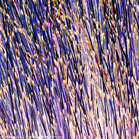Buy canvas prints of Lavender stick bush textured abstract by Errol D'Souza