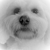 Buy canvas prints of White Fluffy Puppy Dog by Errol D'Souza