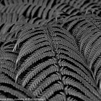 Buy canvas prints of Fern Leaves Black and White by Errol D'Souza