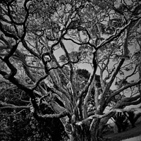 Buy canvas prints of Sunlight dappled branches of a tree on a hill slope by Errol D'Souza