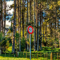 Buy canvas prints of 50 speed limit sign against a pine forest by Errol D'Souza