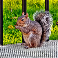 Buy canvas prints of Hungry Squirrel by Errol D'Souza