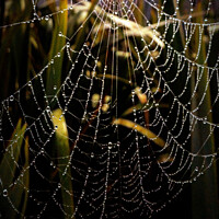 Buy canvas prints of SPIDER WEB by Errol D'Souza